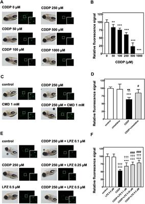 Repositioning of Lansoprazole as a Protective Agent Against Cisplatin-Induced Ototoxicity